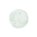 Sabal Shampoo 200ml Ducray